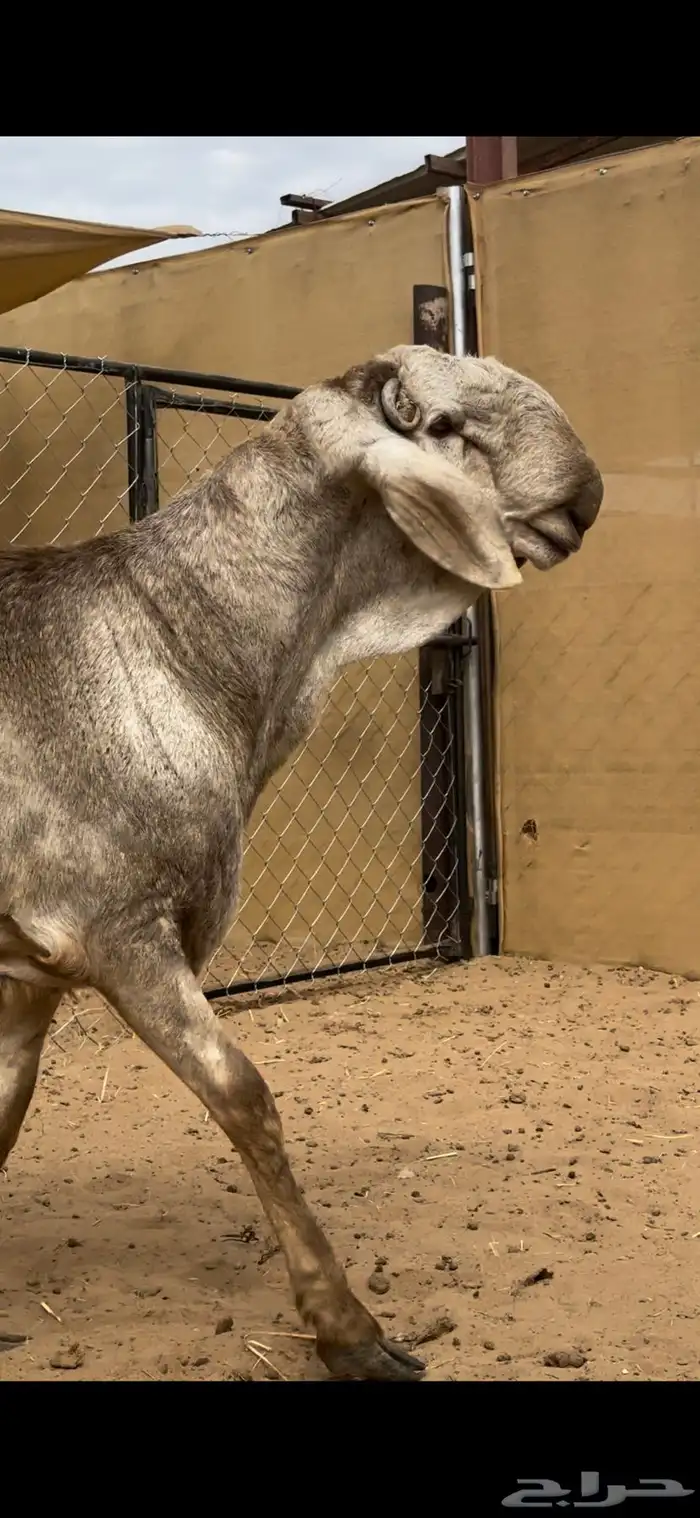 خروف درماني صنف الصنف راس وجرم وانتاج كفو السن ثني 0