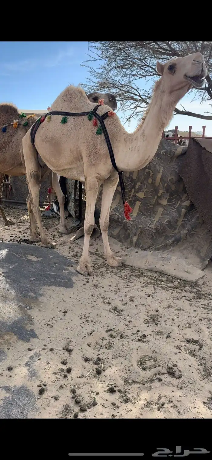 خلفه بكر ثنيه حليب وهداوه وزين وانتاج وم شالله 1