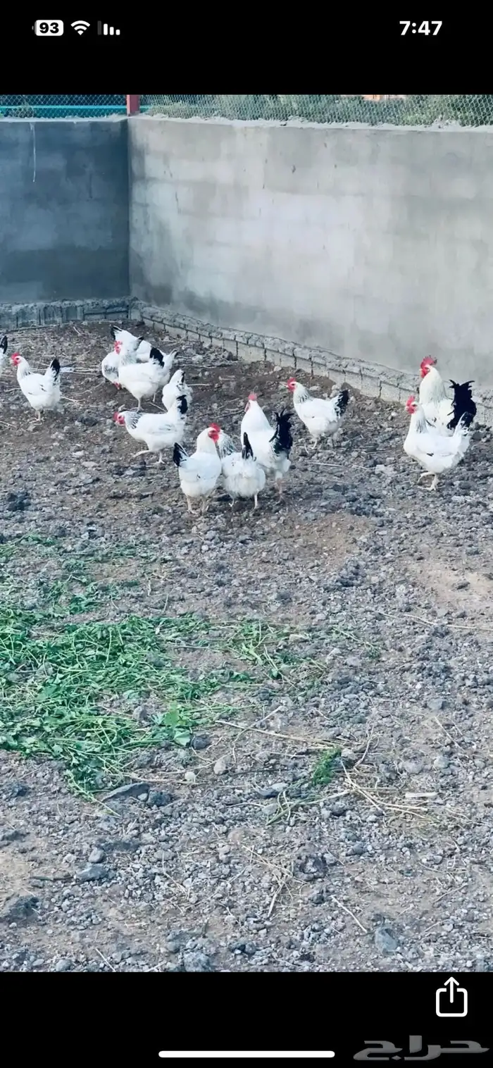 دجاج فرنسي كولمبي بيور 0