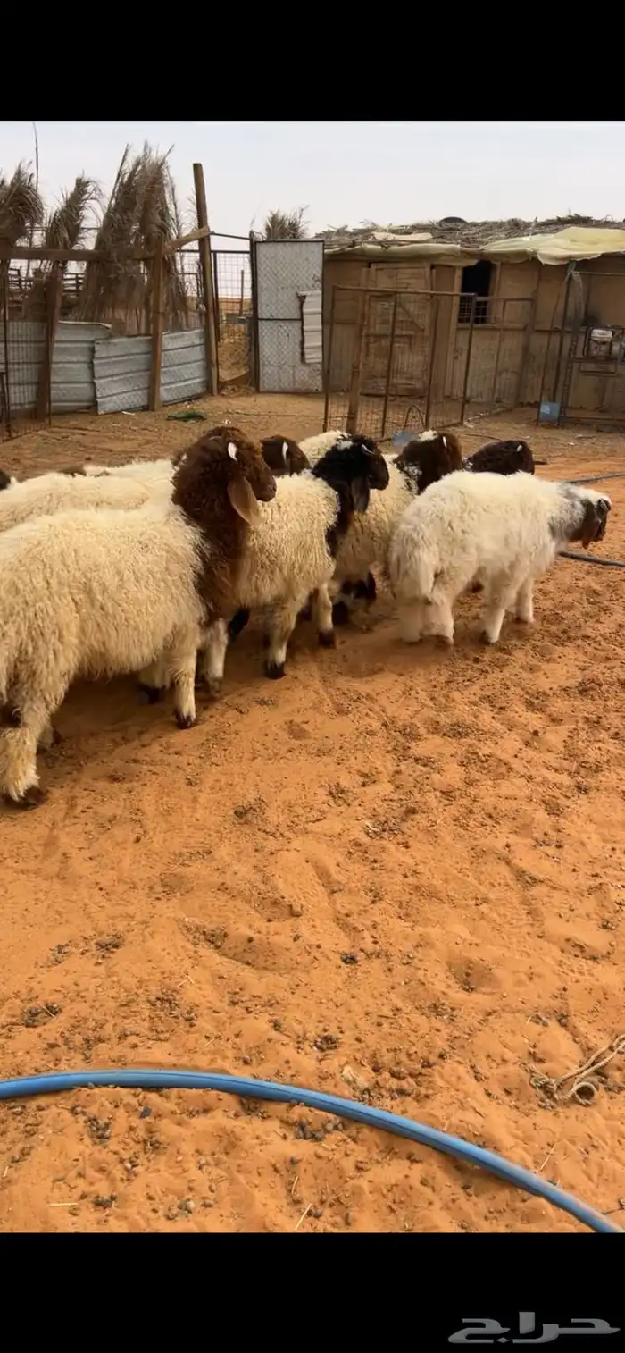 ذبيحتك توصلك لبيتك 1