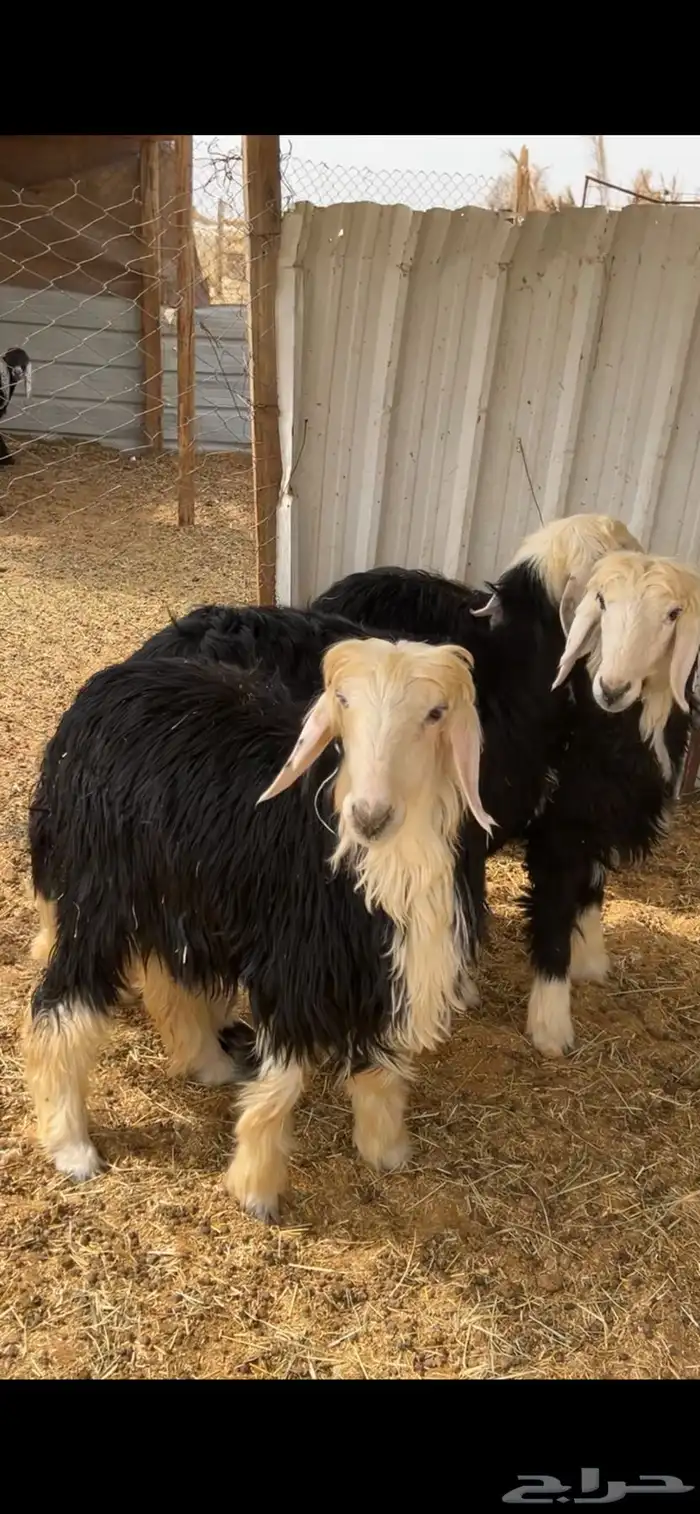 ذبيحتك توصلك لبيتك 4