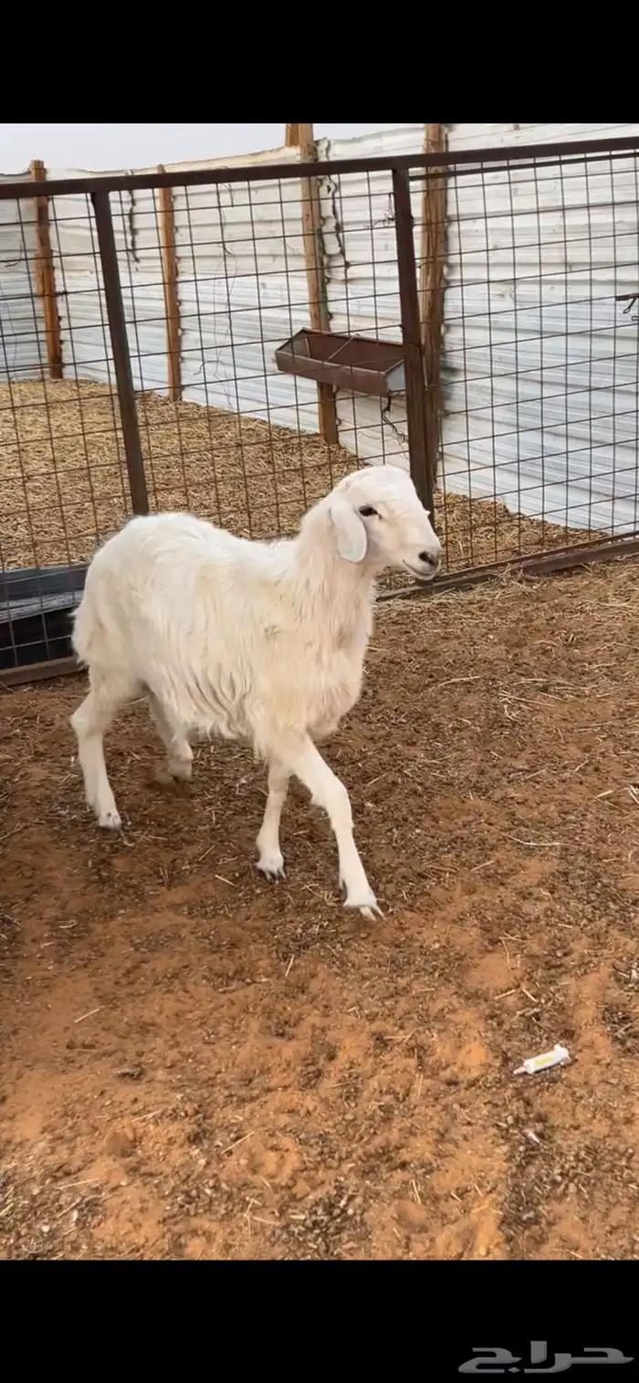 ذبيحتك توصلك لبيتك 8