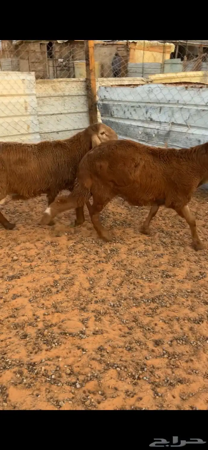 ذبيحتك توصلك لبيتك 9