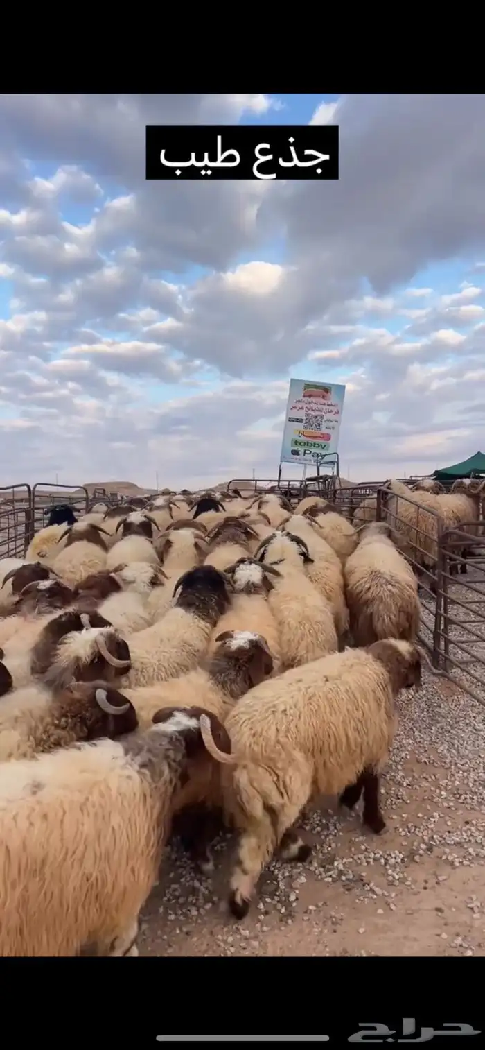 ذبايح عرعر جميع الاحجام 0