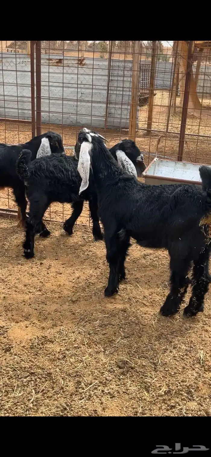 ذبيحتك توصلك لبيتك 6