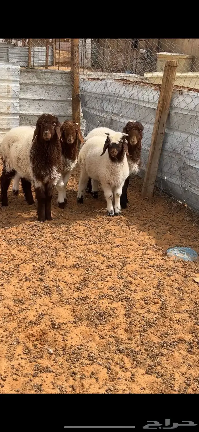 ذبيحتك توصلك لبيتك 3