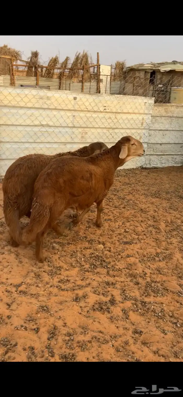 ذبيحتك توصلك لبيتك 10