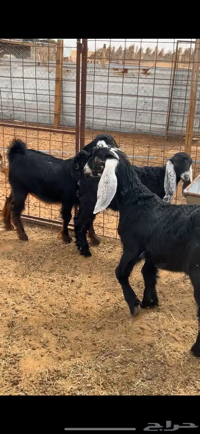 ذبيحتك توصلك لبيتك 11