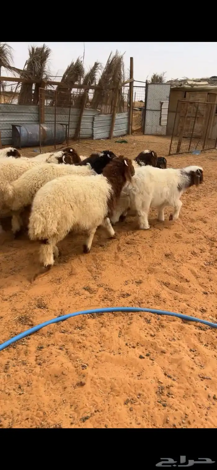 ذبيحتك توصلك لبيتك 0