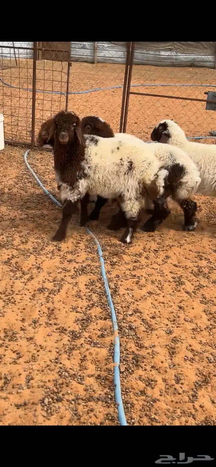 ذبيحتك توصلك لبيتك 2