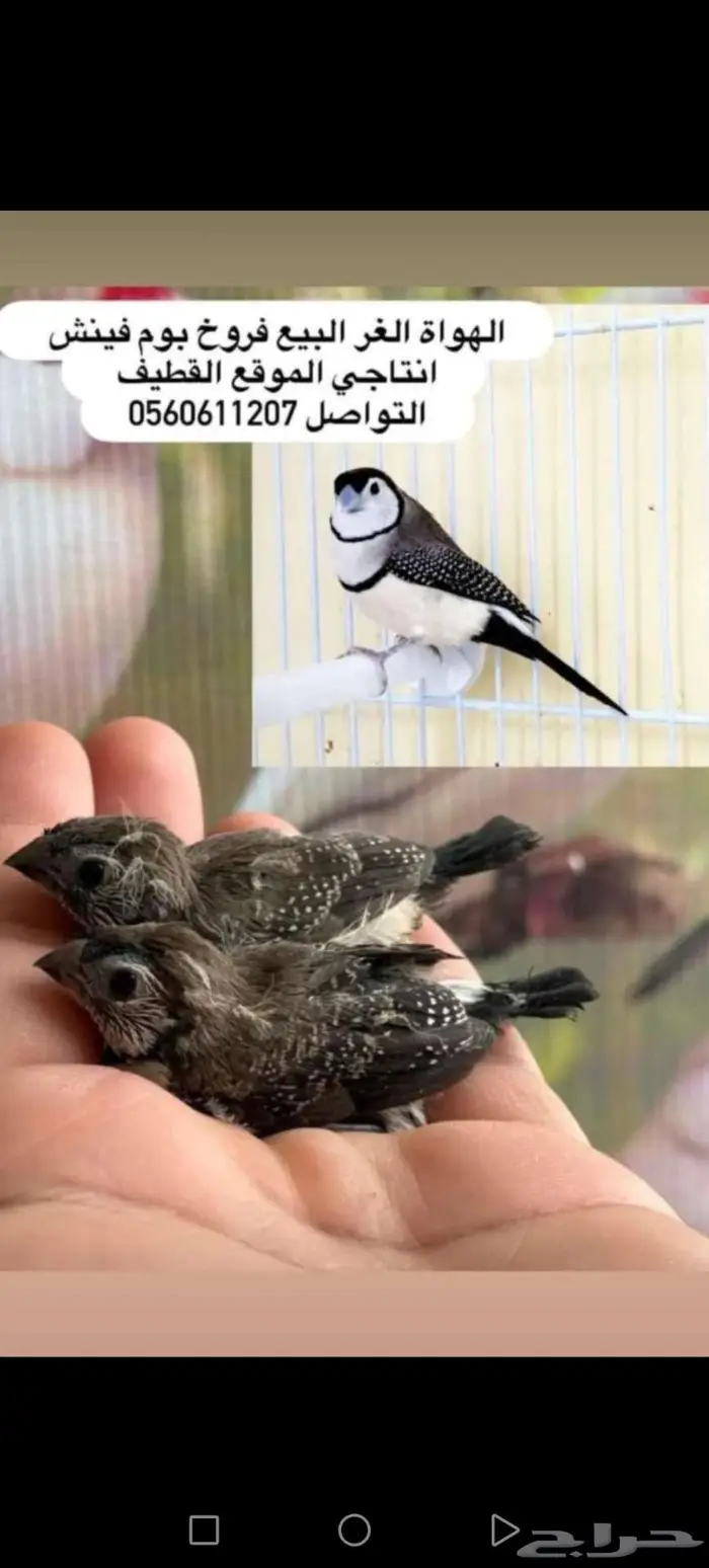 بوم فينش 0