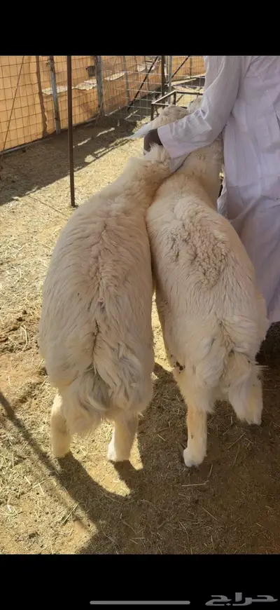 ذبائح حرية 0