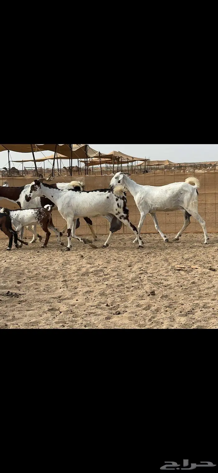 معزا متاومة 5 يتبعها 10 1