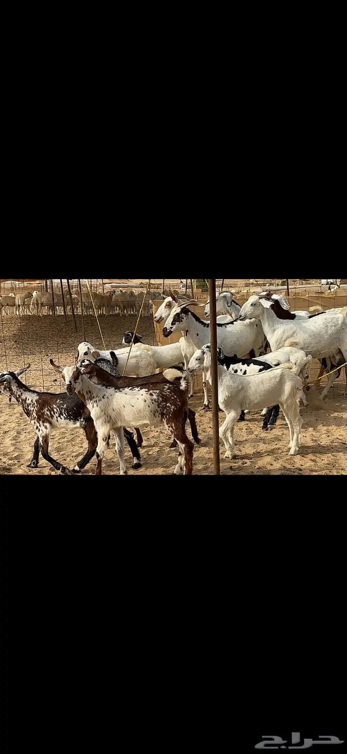 معزا متاومة 5 يتبعها 10 2