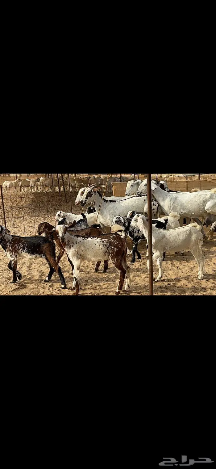 معزا متاومة 5 يتبعها 10 6