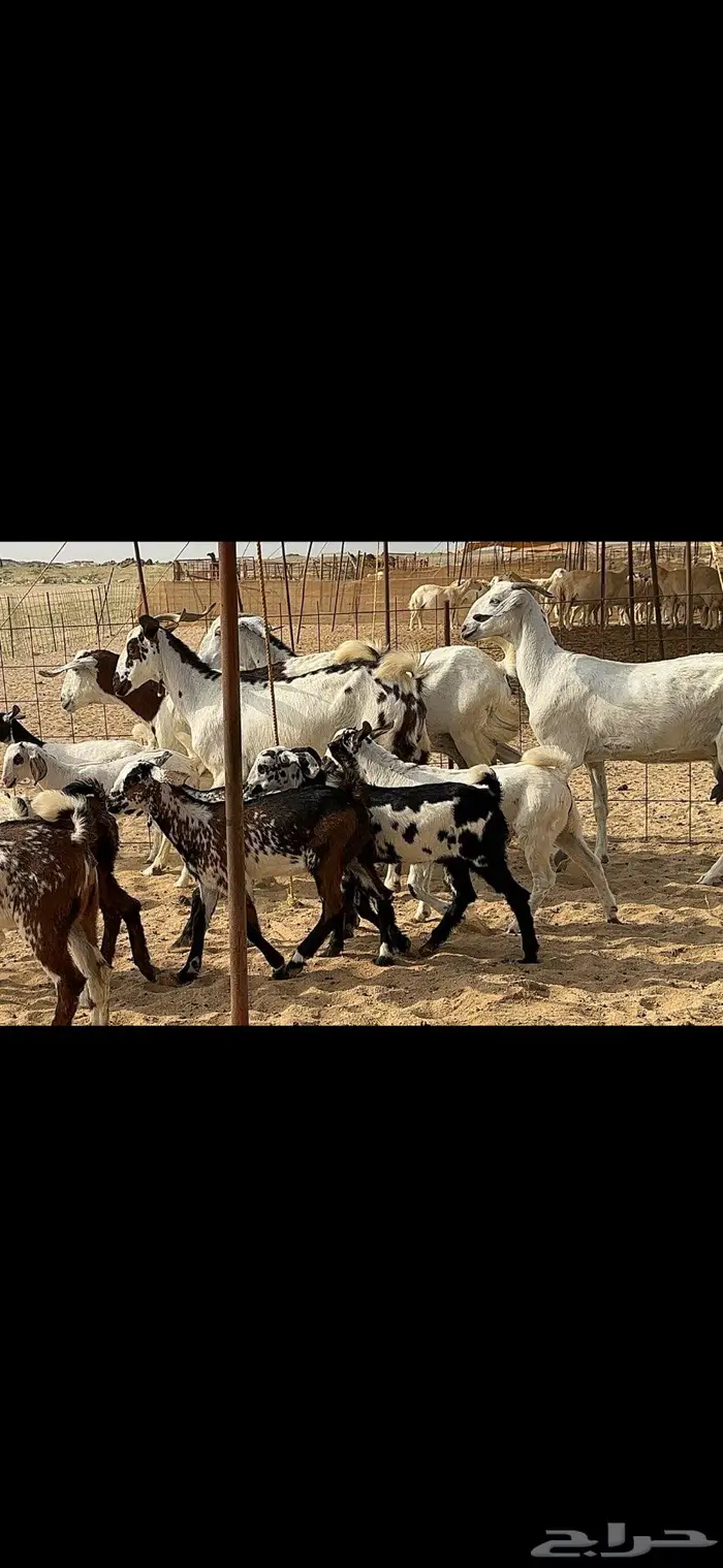 معزا متاومة 5 يتبعها 10 5