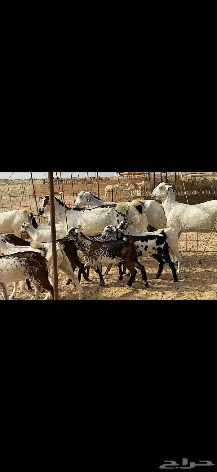 معزا متاومة 5 يتبعها 10 8