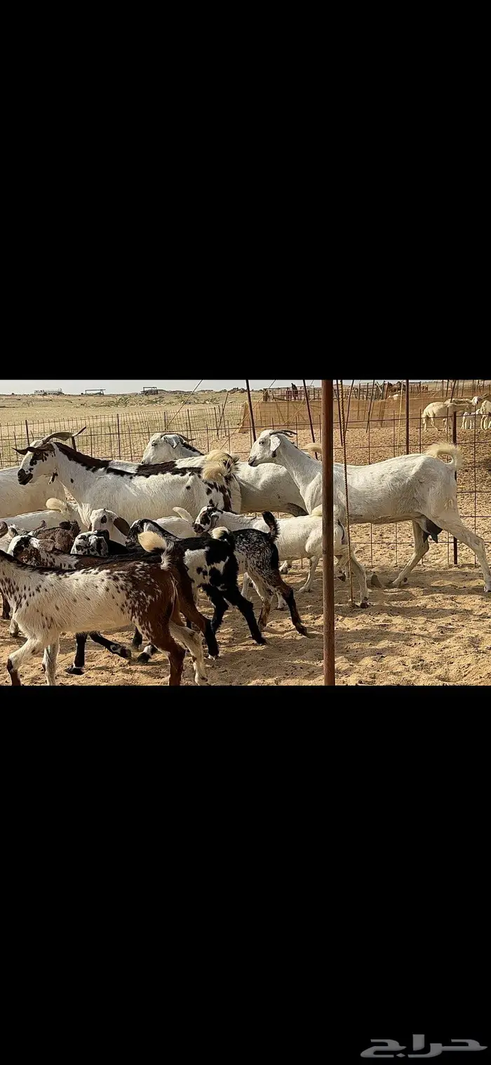 معزا متاومة 5 يتبعها 10 3