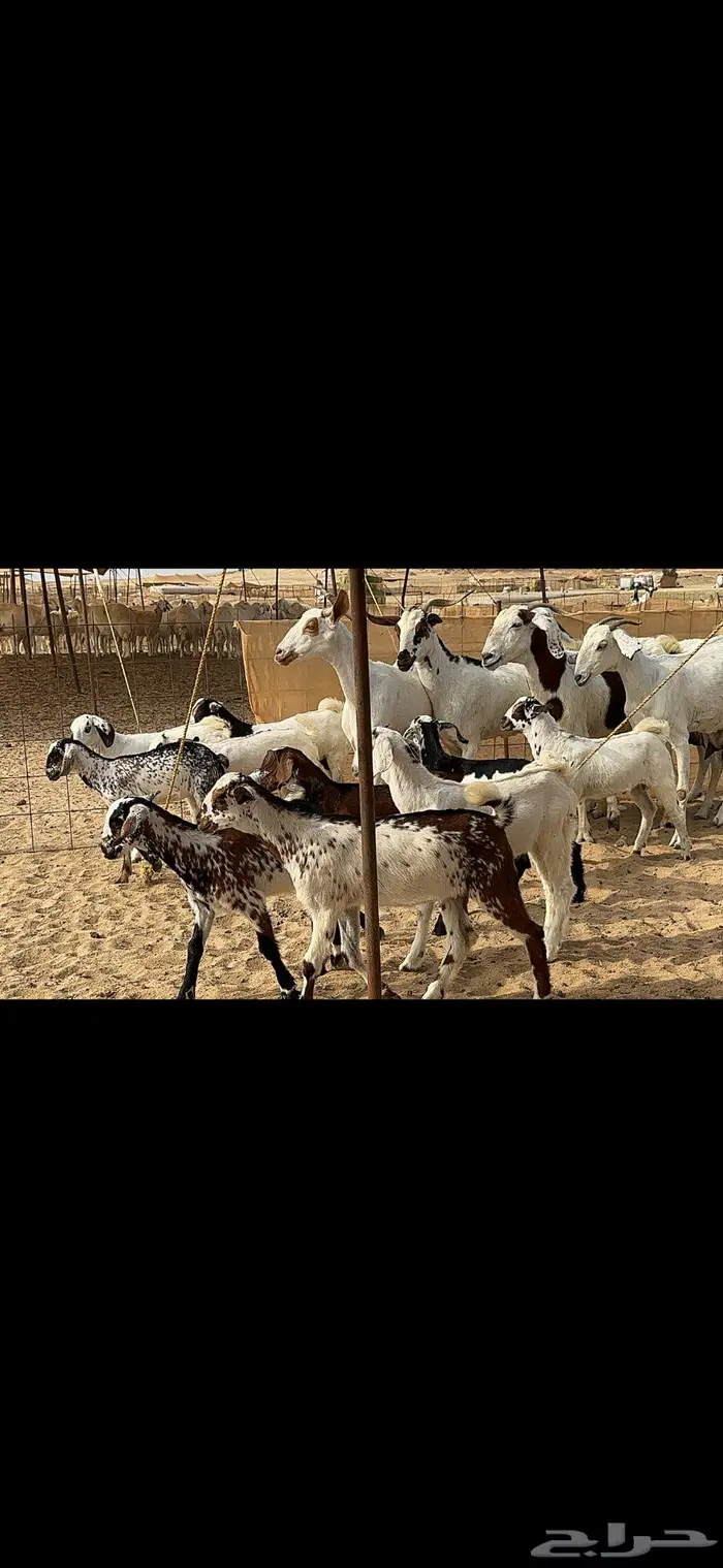 معزا متاومة 5 يتبعها 10 9