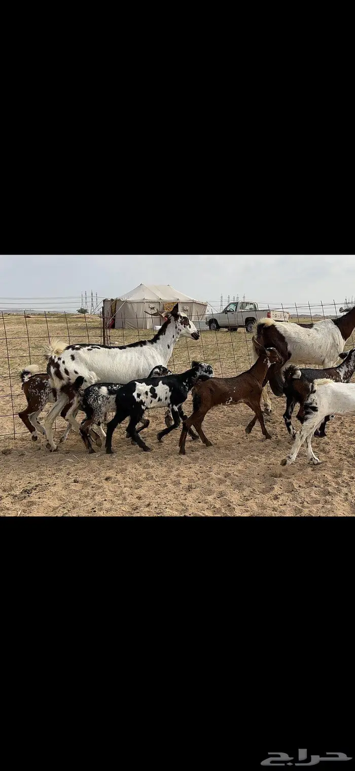 معزا متاومة 5 يتبعها 10 11