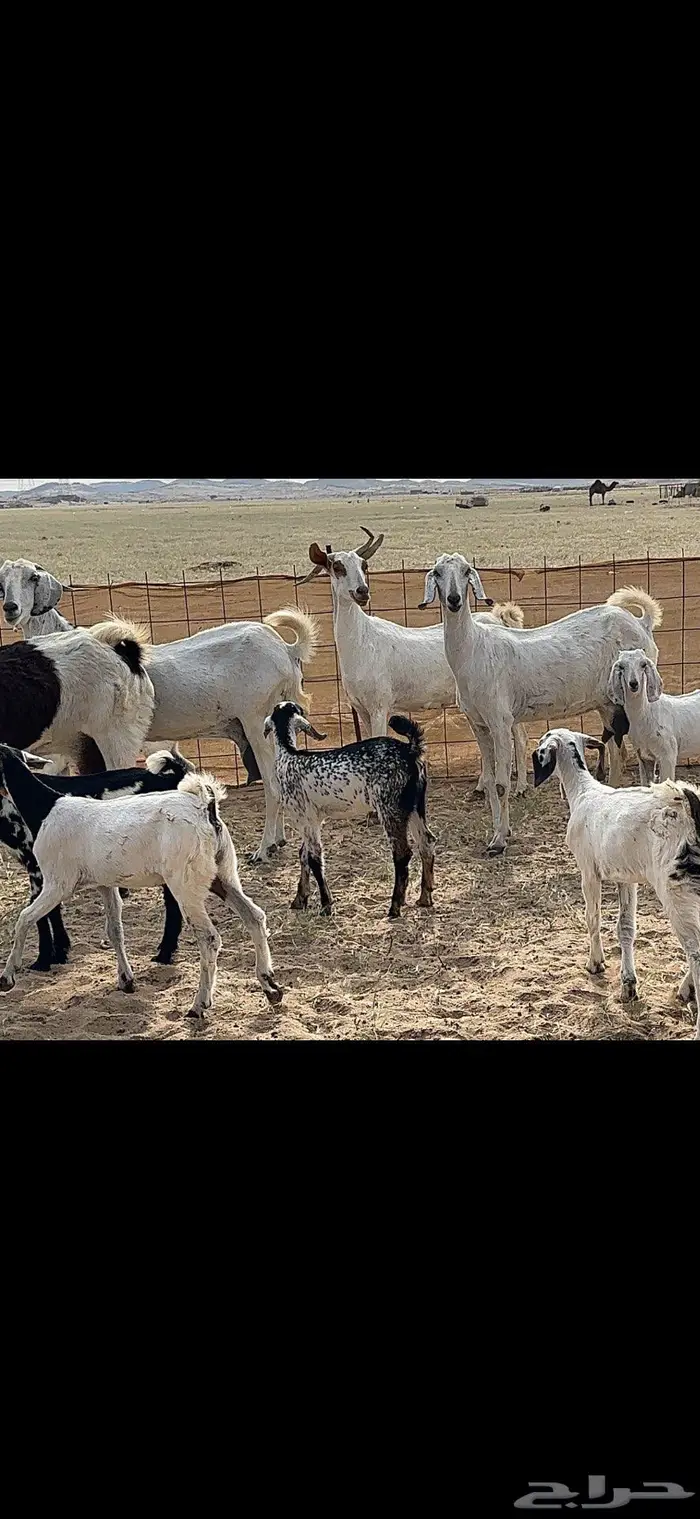 معزا متاومة 5 يتبعها 10 12