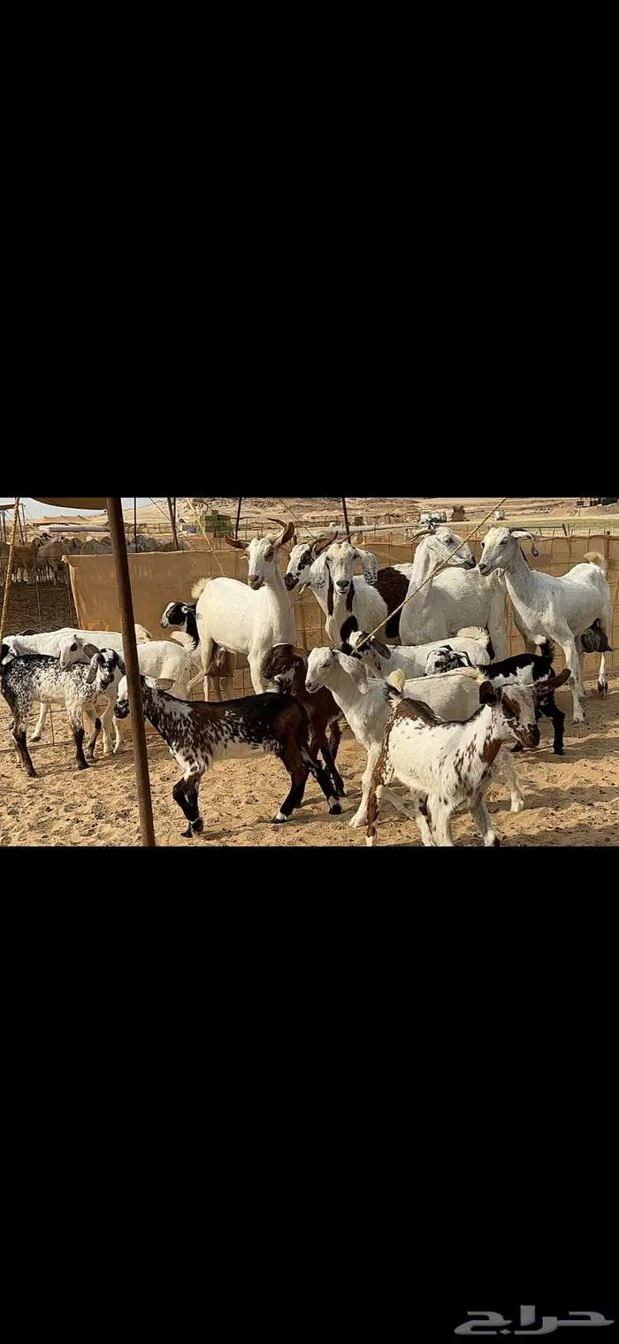 معزا متاومة 5 يتبعها 10 7