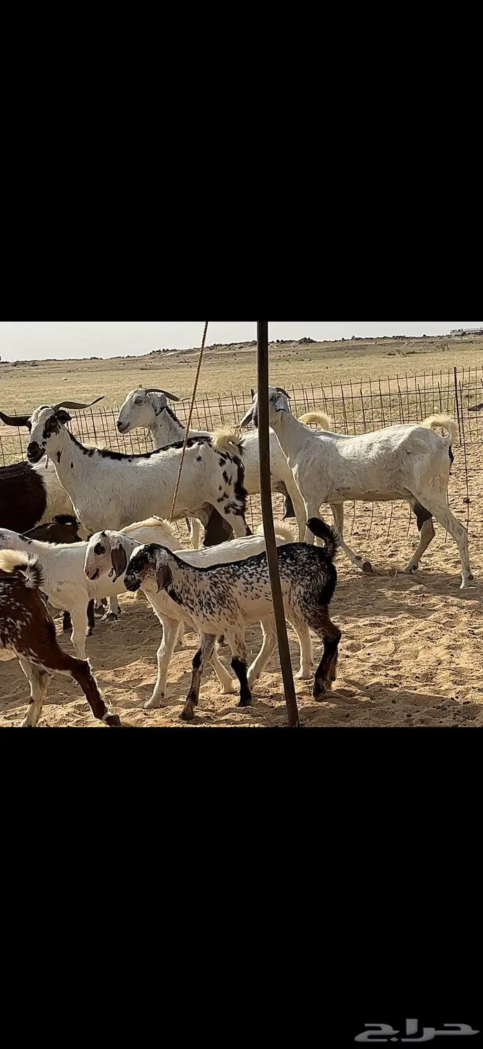 معزا متاومة 5 يتبعها 10 4