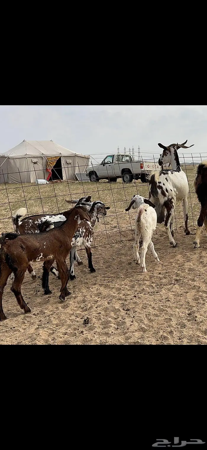 معزا متاومة 5 يتبعها 10 15