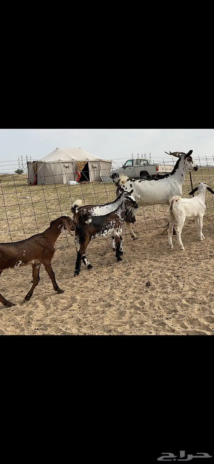 معزا متاومة 5 يتبعها 10 14