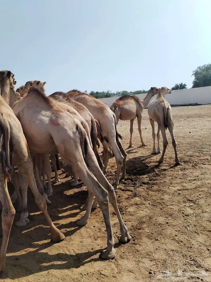 قعدان مفاريد السعر 3000 4