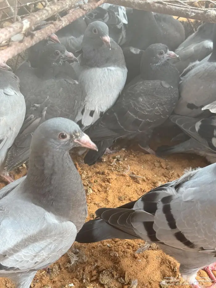 فراخة زاجل 1