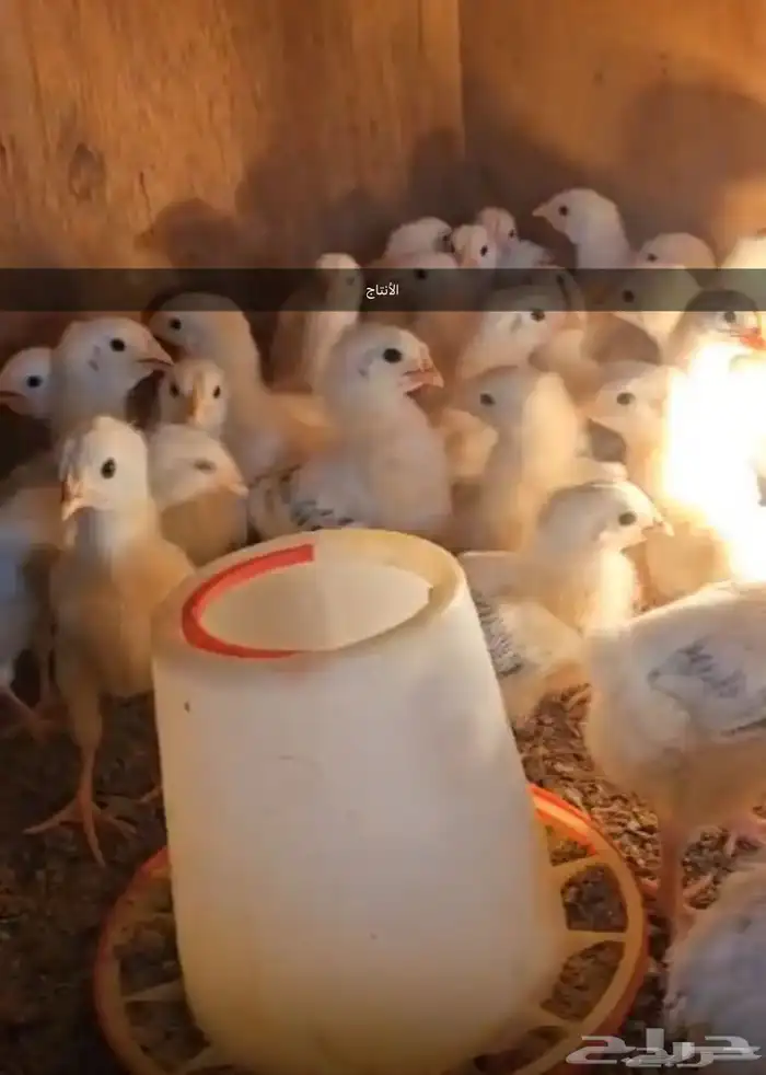 صوص فرنسي كولمبي 0