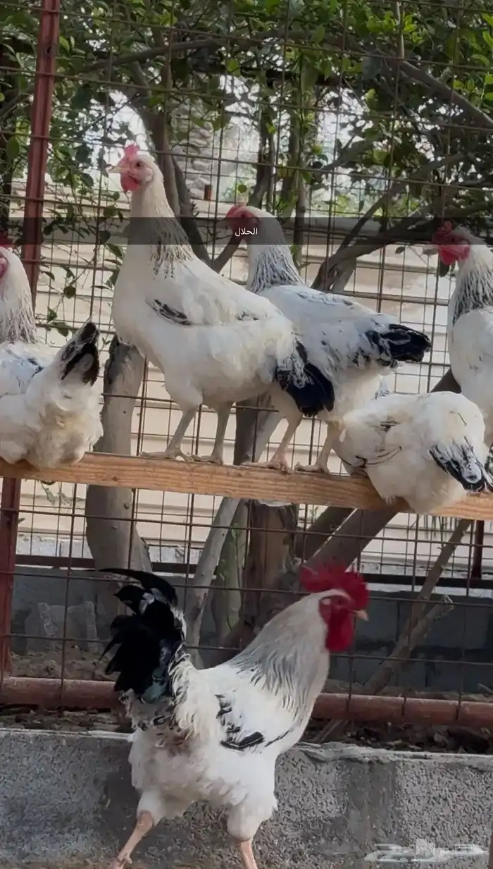 صوص فرنسي كولمبي 3