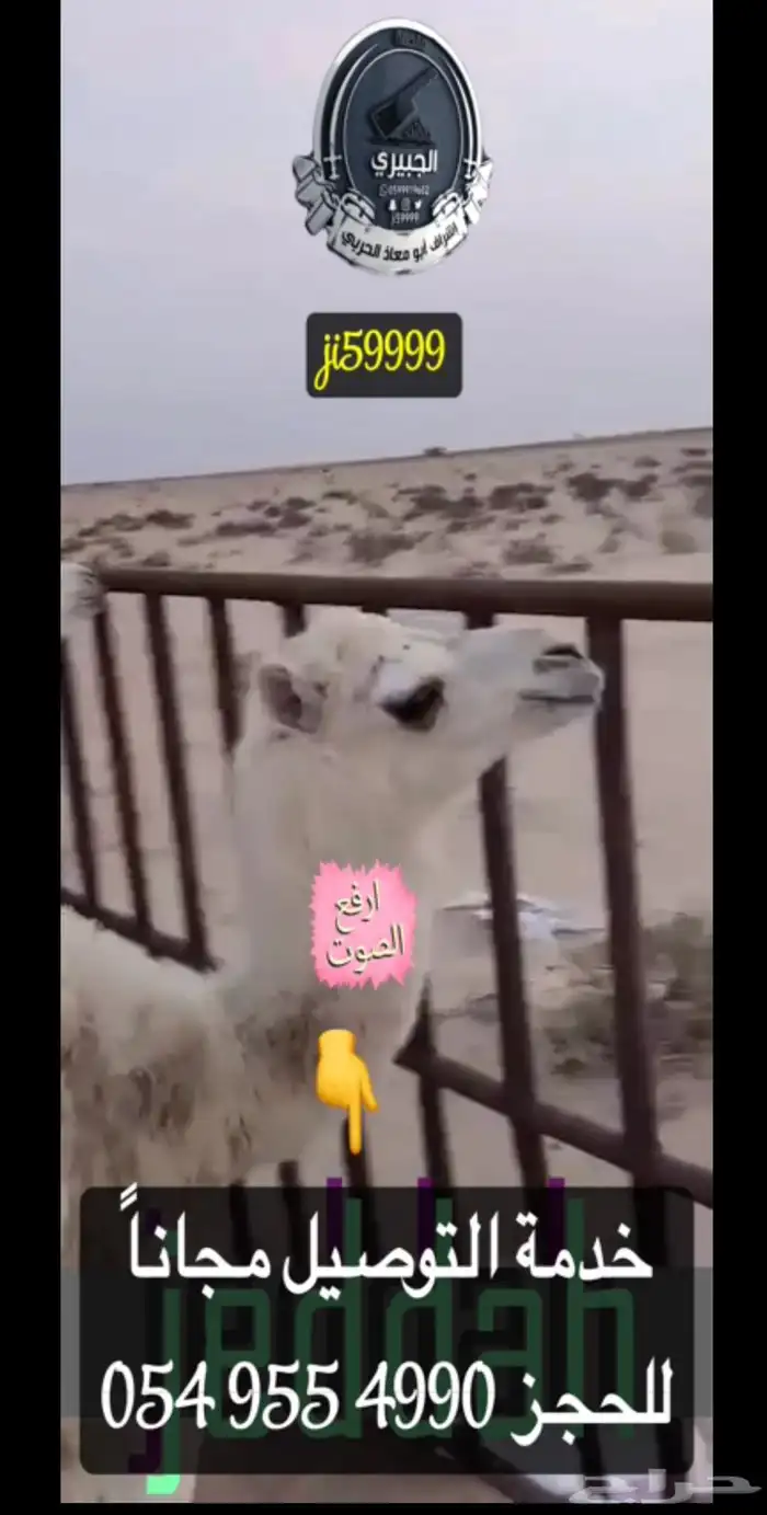 قعود البيع بربع والنص 2