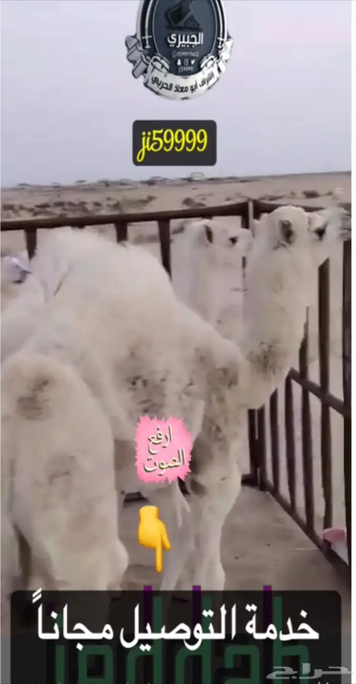 قعود البيع بربع والنص 1