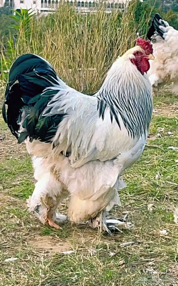ديك براهمه كولمبي 0