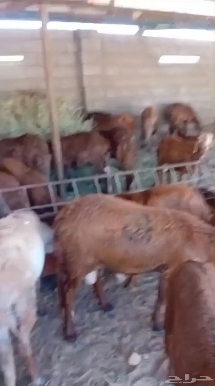 طليان حريات جبره للثلاجة والمناسبات 9