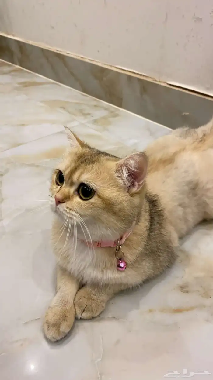 قطه أنثى سكوتش ستريت طالبه تزاوج 2