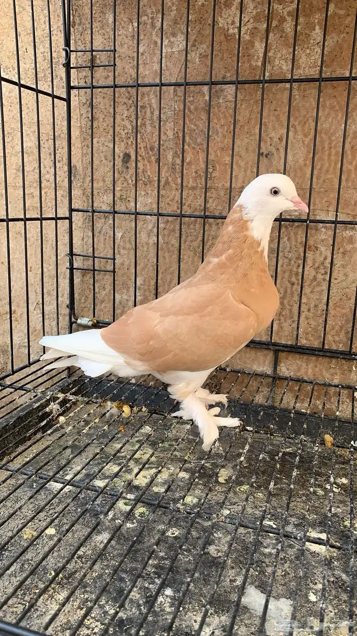 حمام دونك قلاب 1