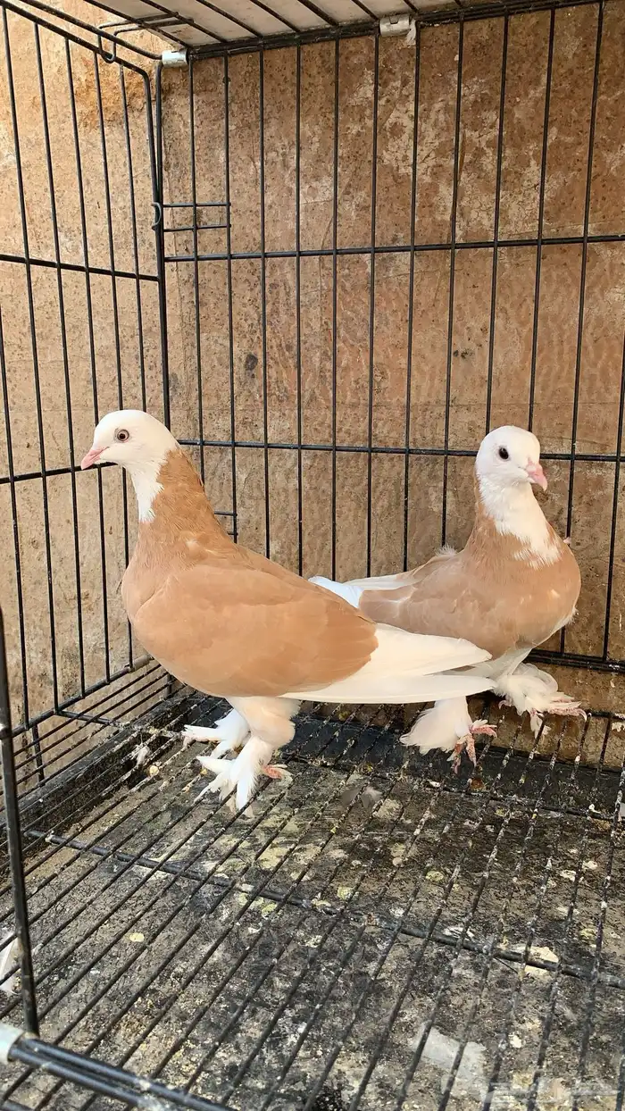 حمام دونك قلاب 0