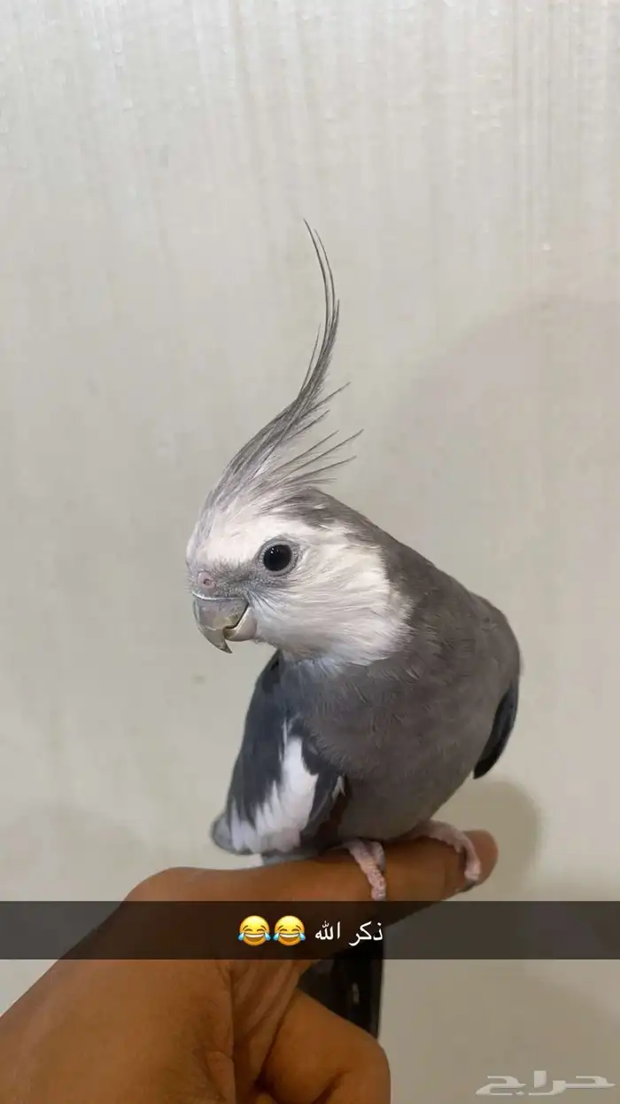 جوز كروان البيع مستعجل 4