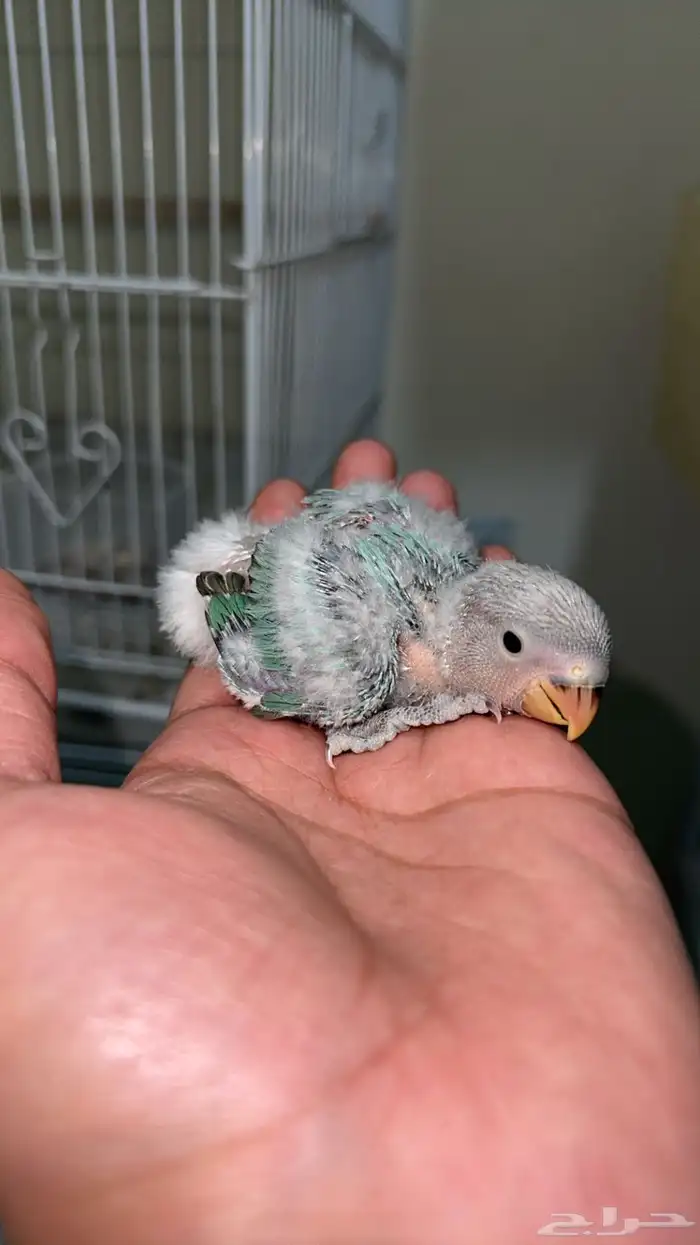 فروخ روز انتاج محلي . 0