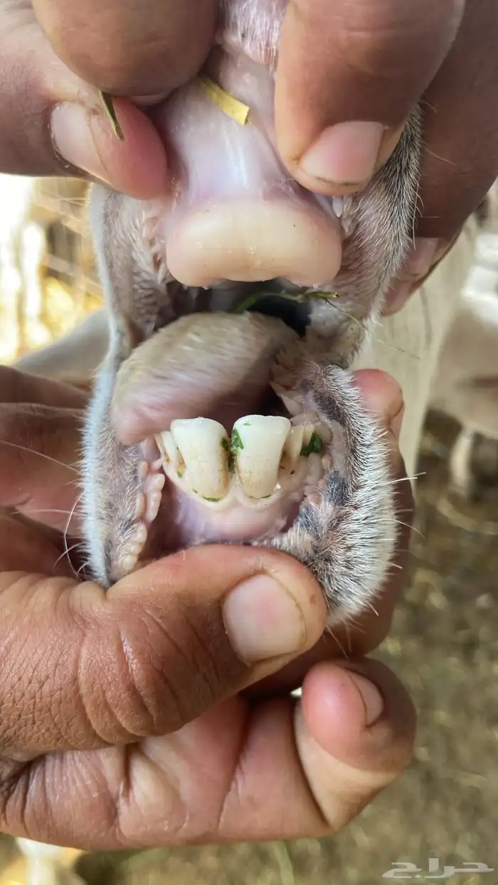 سواكني تربيه من المزرعه لباب بيتك 10