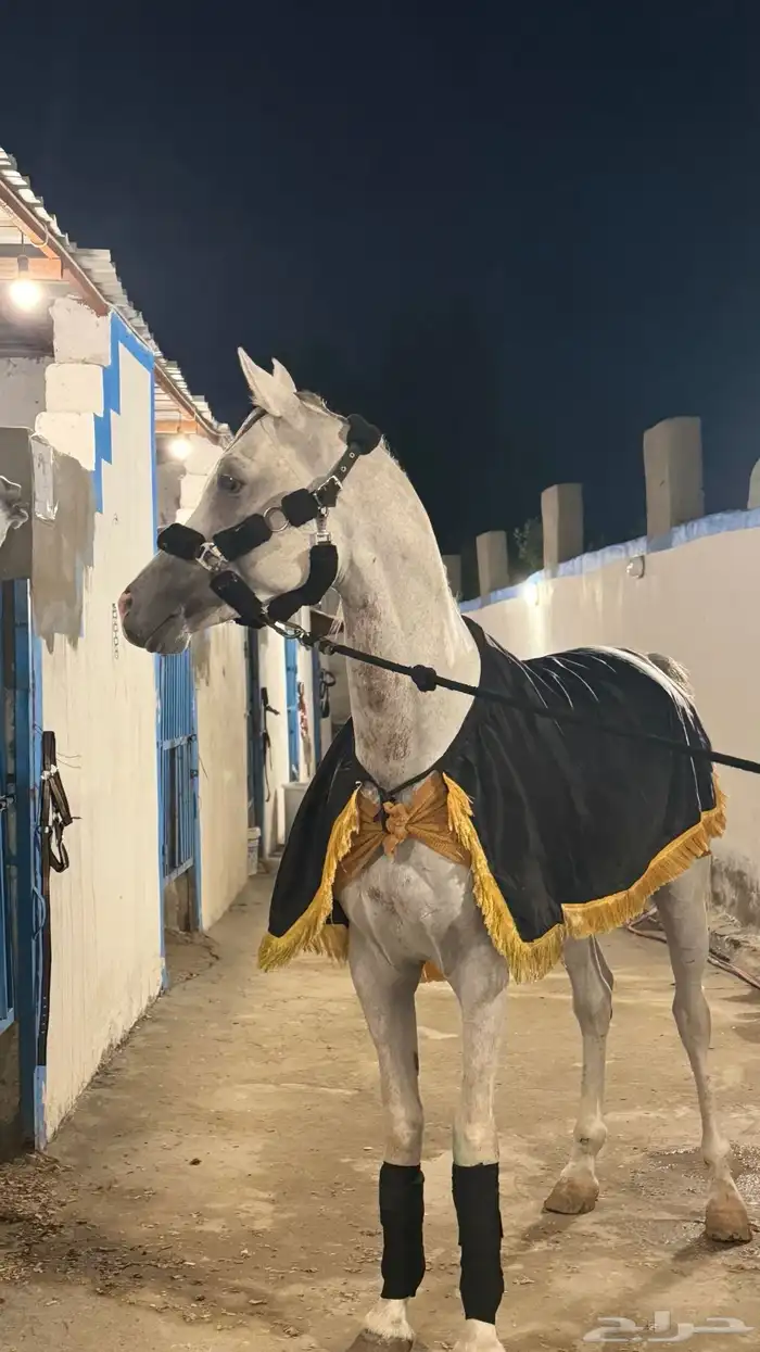 مربط خيول 1