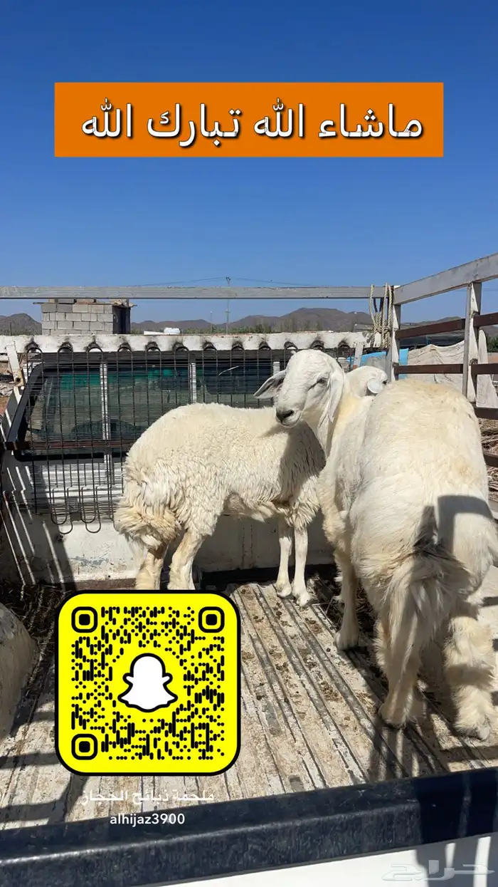 ملحمة ذبايح الحجاز ( اقرأ التعليقات و الصور) 43