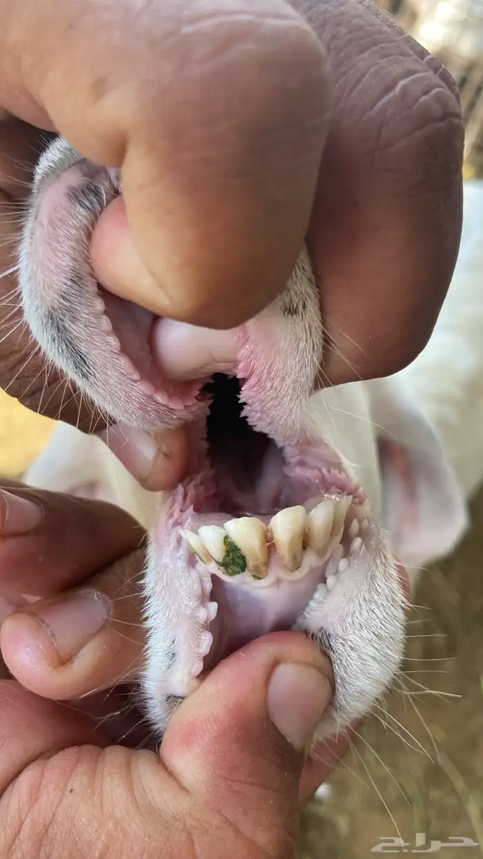 سواكني تربيه من المزرعه لباب بيتك 11