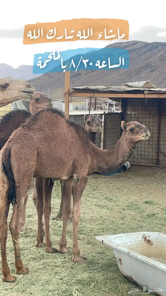 ملحمة ذبايح الحجاز ( اقرأ التعليقات و الصور) 47