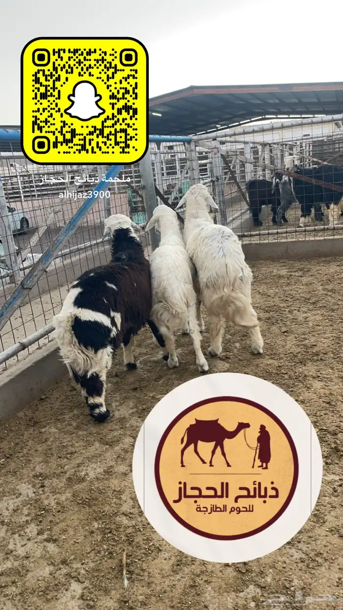 ملحمة ذبايح الحجاز ( اقرأ التعليقات و الصور) 45