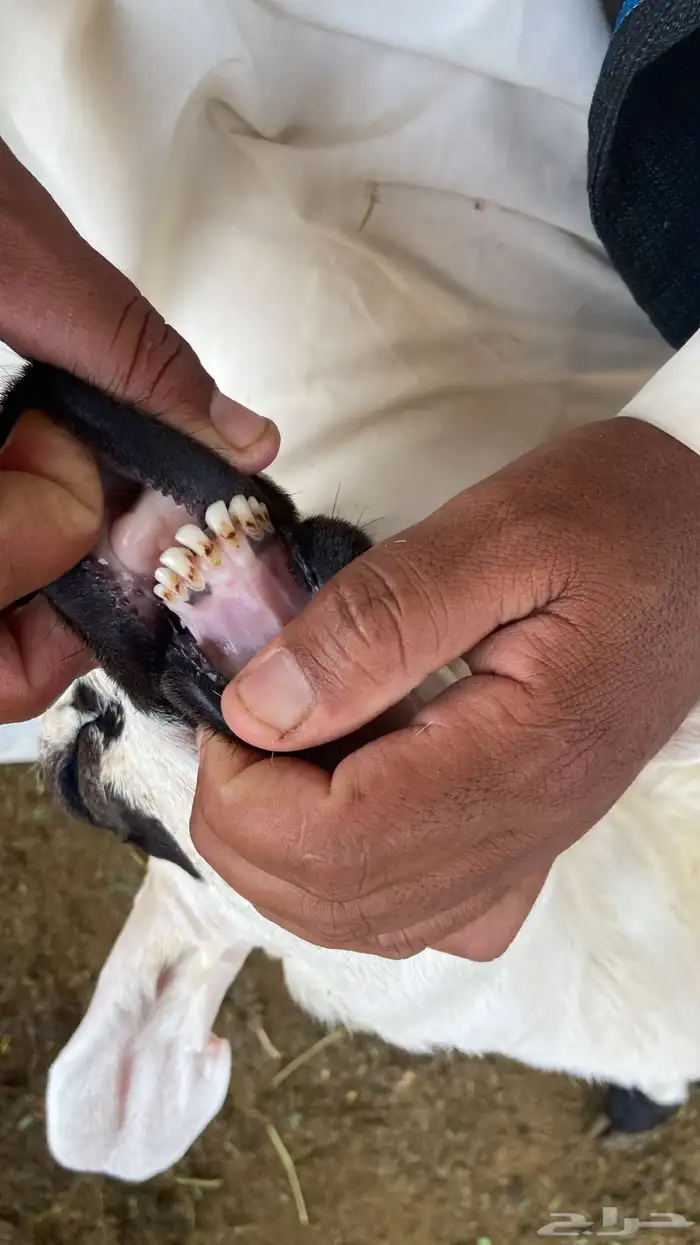 سواكني تربيه من المزرعه لباب بيتك 8