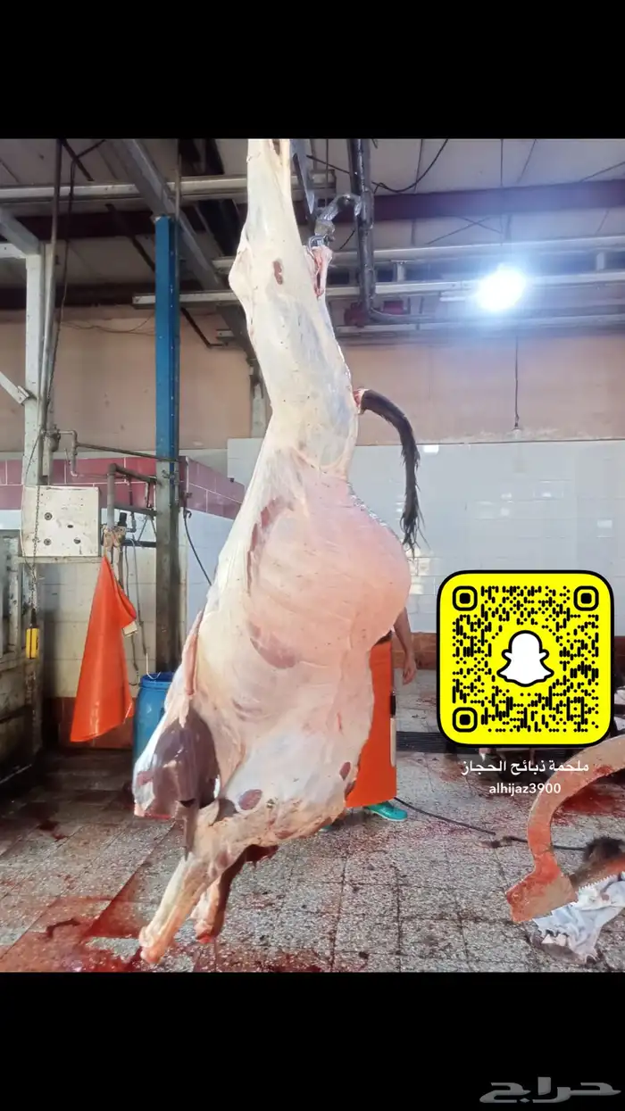 ملحمة ذبايح الحجاز ( اقرأ التعليقات و الصور) 37